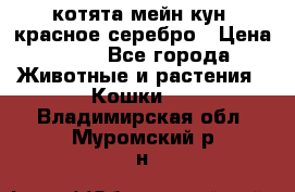 котята мейн кун, красное серебро › Цена ­ 30 - Все города Животные и растения » Кошки   . Владимирская обл.,Муромский р-н